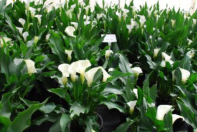 Calla Lily Callafornia Callas® 'White & Cream'