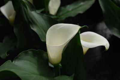 Calla Lily Callafornia Callas® 'Ice Dancer'