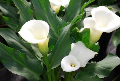 Calla Lily Callafornia Callas® 'Ice Dancer'