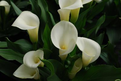 Calla Lily Callafornia Callas® 'Mint Julip'