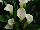 Callafornia Callas® Calla Lily Mint Julip 