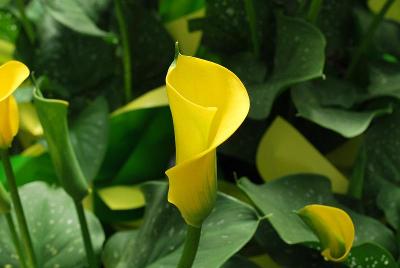 Calla Lily Callafornia® 'Gold Fever'