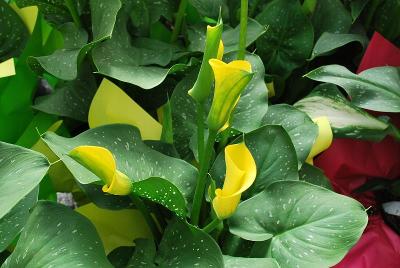 Calla Lily Callafornia® 'Gold Fever'