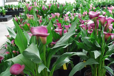 Calla Lily Callafornia Callas® 'Lavender, Purple & Black'