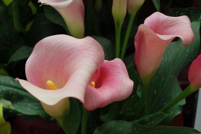 Calla Lily Callafornia® 'Strawberry Delight'