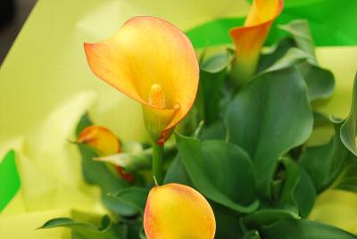 Callafornia® Calla Lily 'Fiesta'