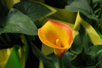 Calla Lily Callafornia® 'Fiesta'