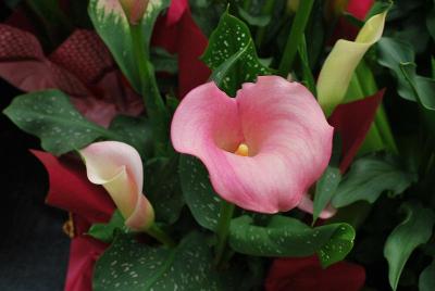 Calla Lily Callafornia® 'Strawberry Delight'