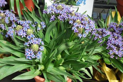 Scilla Caribbean Jewels™ 'Sapphire Blue'