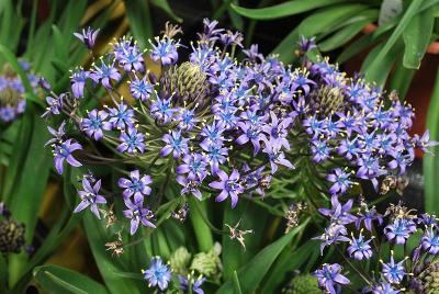 Caribbean Jewels™ Scilla Sapphire Blue 