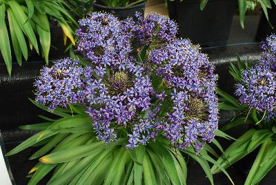 Scilla Carribean Jewels® 'Cayman'