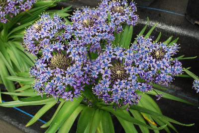 Scilla Carribean Jewels® 'Cayman'