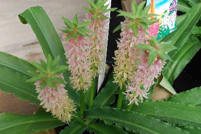 Aloha® Lily Eucomis Nani 