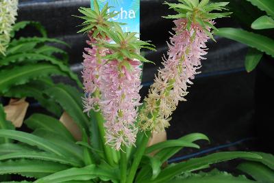 Eucomis Aloha® Lily 'Nani'