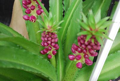 Aloha® Lily Eucomis Leia 