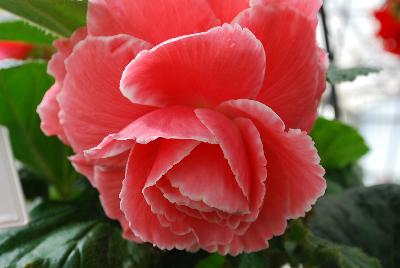 Begonia  'Picotee Lace Pink'