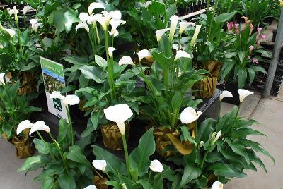 Callafornia® Calla Lily Classic White 