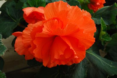  Begonia Ruffled Mandarin 