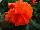 Golden State Bulb Growers: Begonia  'Ruffled Mandarin' 