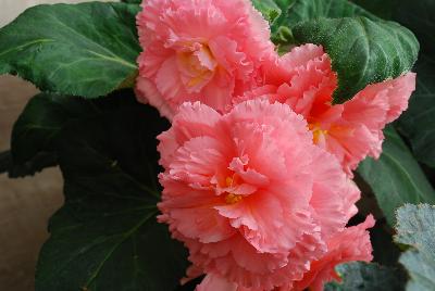 Begonia  'Ruffled Peach'