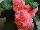 Golden State Bulb Growers: Begonia  'Ruffled Peach' 