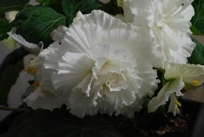  Begonia Ruffled White 