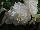 Golden State Bulb Growers: Begonia  'Ruffled White' 