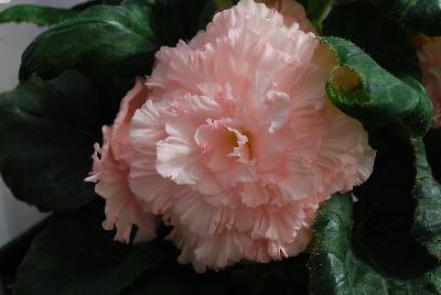 Begonia  'Ruffled Pink'