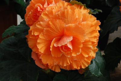  Begonia Ruffled Orange 