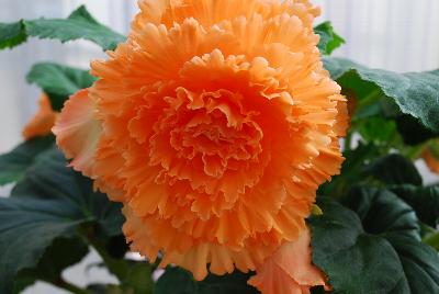  Begonia Ruffled Orange 