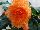 Golden State Bulb Growers: Begonia  'Ruffled Orange' 