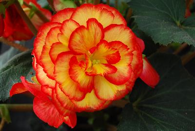 Golden State Bulb Growers: Begonia Sun Glow On Top®