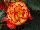 Golden State Bulb Growers: Begonia  'Sun Glow' 