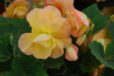 Golden State Bulb Growers: Scentiment® Begonia Sunrise 
