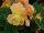 Golden State Bulb Growers: Begonia  'Sunrise' 