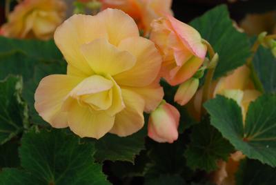Golden State Bulb Growers: Begonia Sunrise Scentiment®