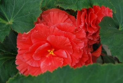 Golden State Bulb Growers: Amerihybrid® Begonia Picotee Lace Salmon 