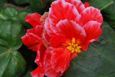 Golden State Bulb Growers: Amerihybrid® Begonia Picotee Lace Red 