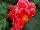 Golden State Bulb Growers: Begonia  'Picotee Lace Red' 