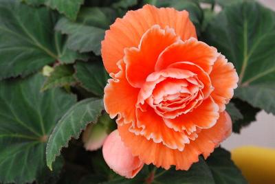 Golden State Bulb Growers: Amerihybrid® Begonia Picotee Lace Apricot 