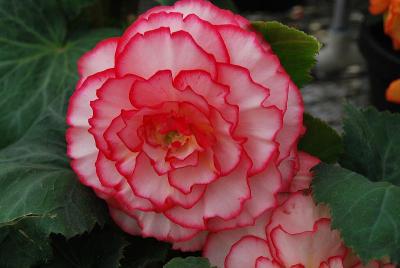 Begonia Amerihybrid® 'Picotee White-Red'