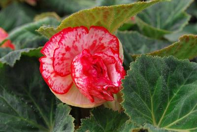 Begonia Amerihybrid® 'Picotee Flamenco Speckled & Spotted'