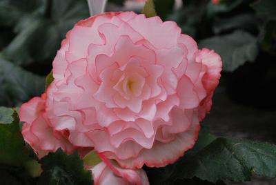 Golden State Bulb Growers: Amerihybrid® Begonia On Top® Surprise 