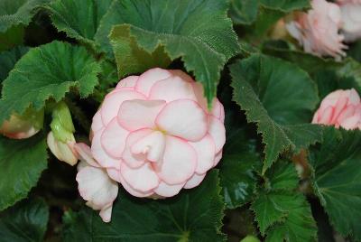 Golden State Bulb Growers: Amerihybrid® Begonia On Top® Pink Halo 