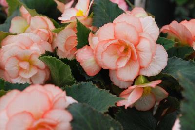 Begonia Amerihybrid® 'On Top® Fandango'