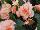 Golden State Bulb Growers: Begonia  'On Top® Fandango' 