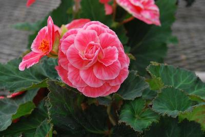 Begonia Amerihybrid® 'On Top® Mellon Lace'