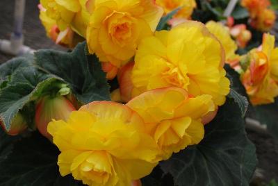Golden State Bulb Growers: Amerihybrid® Begonia On Top® Sunset Shades 