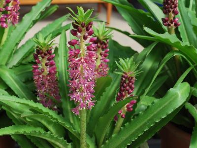 Eucomis Aloha Lily  'Leia'