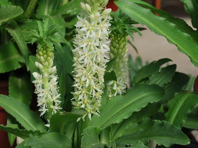  Eucomis Aloha Lily Maui 